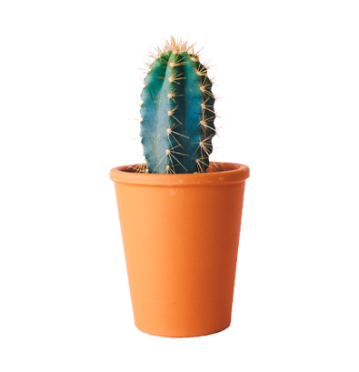 Plants & Planters4